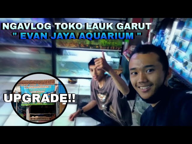 UPGRADE!! | NGEVLOG TOKO IKAN GARUT  EVAN JAYA AQUARIUM  LAGI. class=