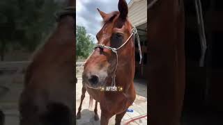 BATHING MY RESCUE KILL PEN HORSE IN 60 SECONDS