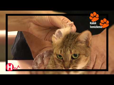 Video: Kedi Kulakları Nasıl Yıkanır
