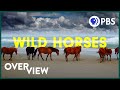 Wild Horses: America's most beloved invasive species?