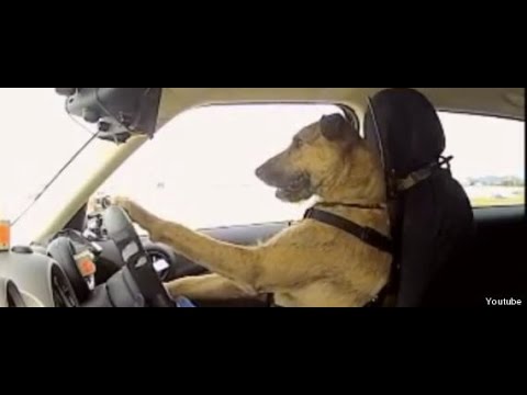 Top 8 vídeos de cachorros engraçados nno