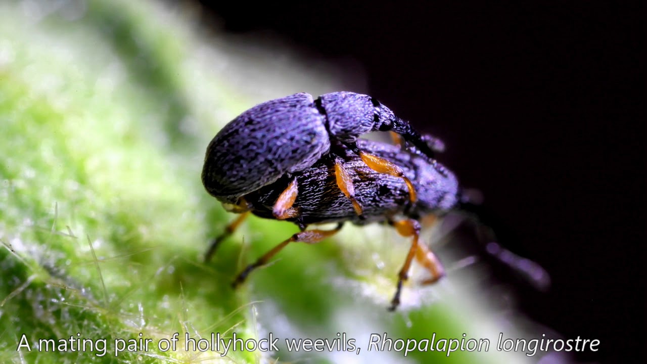 BUG BITES: Mating Hollyhock Weevils - YouTube