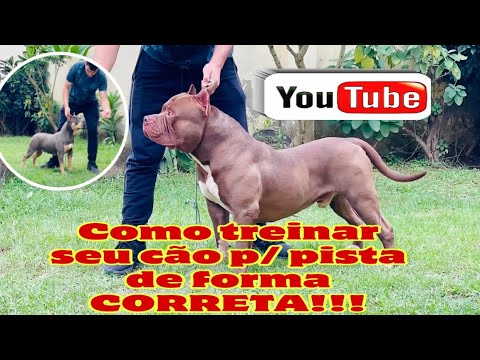 Vídeo: Mostrando seu cão em mostras da conformação de AKC