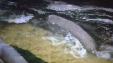 Stream Science - Mr. Wizard