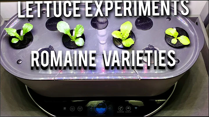 ROMAINE LETTUCE   3 EXPERIMENTS PREVIEWED