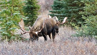A Lesson in Moose Sparing - Winning is an Art, it is not just about Raw Power