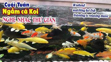 Cuối tuần ngắm cá koi nghe nhạc thư giãn - Weekend watching koi fish listening to relaxing music