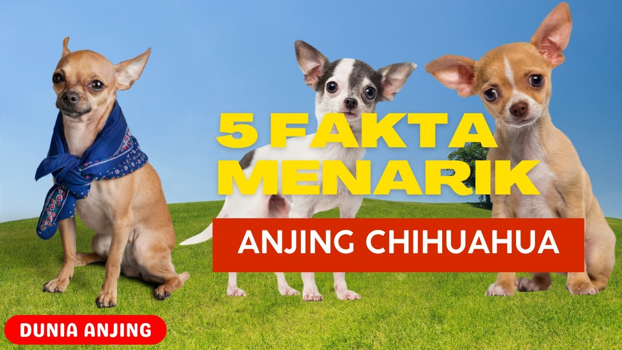 DUNIA ANJING - 5 FAKTA MENARIK ANJING CHIHUAHUA - YouTube