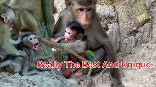 Monkey mothers bring their young to play together, but some baby monkeys play sick