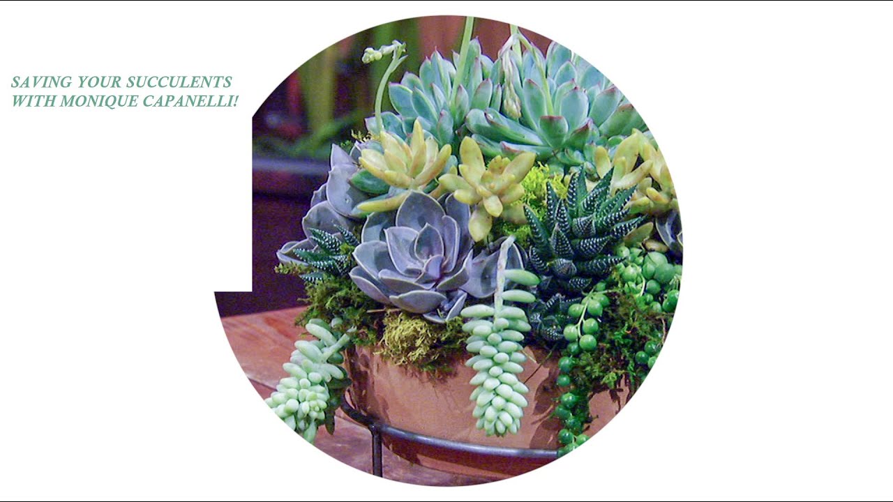 indoor plants that vine Potted Angel Vine  Interior Delights