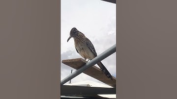 BEAUTIFUL NEW MEXICO ROADRUNNER 🦅 MATING CALL