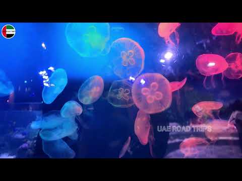 Jellyfish | Dubai Aquarium & Underwater Zoo |  DUBAI