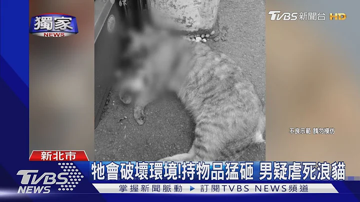 #獨家 牠會破壞環境!持物品猛砸 男疑虐死浪貓｜TVBS新聞 - 天天要聞