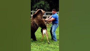 Farm Owner Saves Deer from Bear Attack  #animals #bear #bearattack #deer