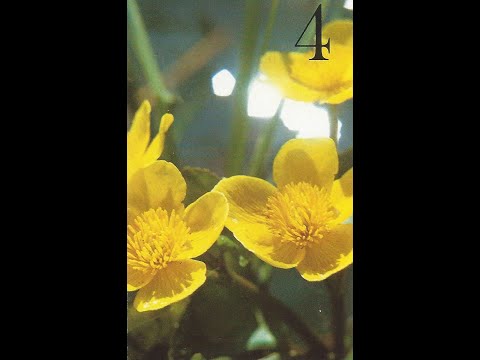 Kauneimmat hengelliset laulut