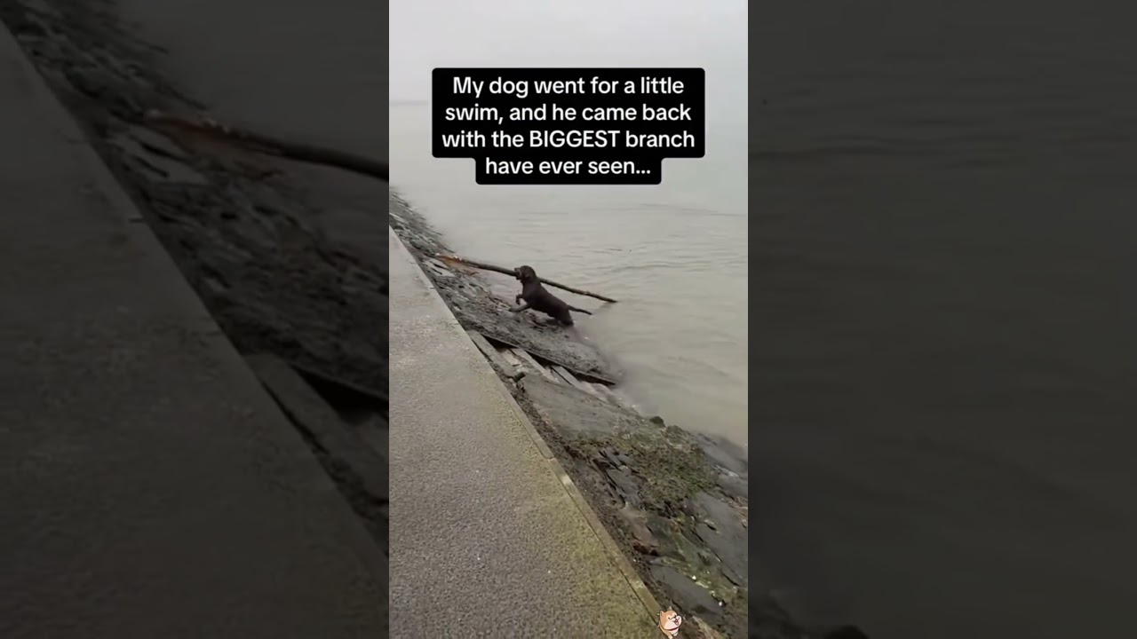 funny dog