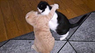 Cat Fight by Tom & Mimi 1,787 views 4 weeks ago 23 seconds