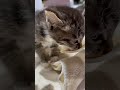 日本語を流暢に話すぬっこさんあらわる日本語検定三級🤣#cat#cute #shorts #shortvideo