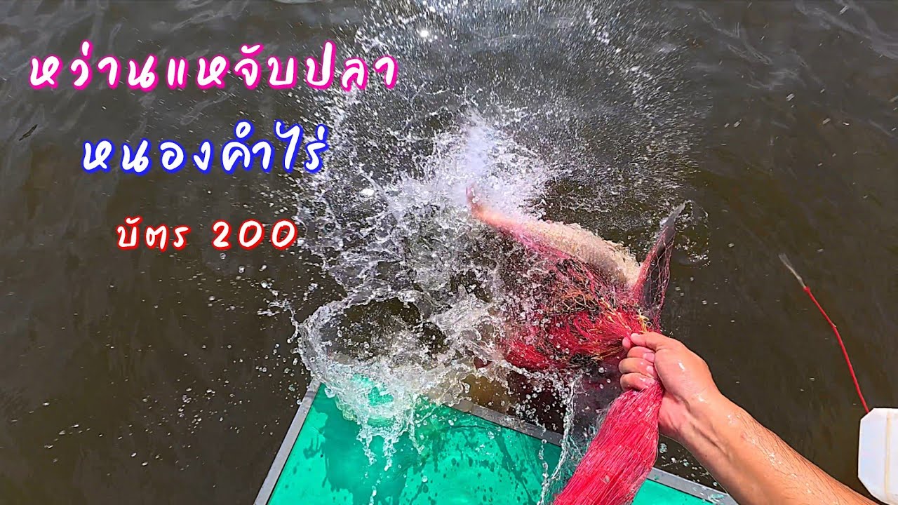 หว่านแหจับปลาหนองคำไร่ บ.ใต้ อ.สว่างแดนดิน จ.สกลนคร บัตร200 / ตุ้มแพรว พาเพลิน EP.935