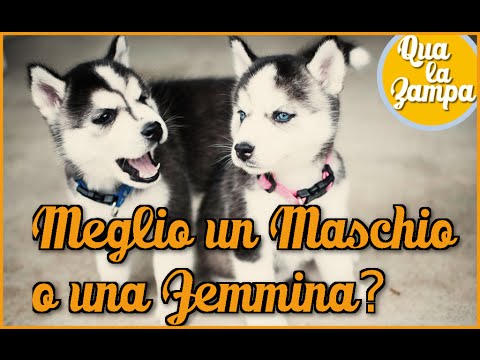 Video: Cucciolo Maschio O Femmina: Quale è Meglio?