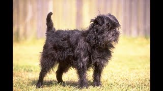 Affenpinscher / Raza de Perro by AnimaLandia 7,727 views 4 years ago 7 minutes, 7 seconds