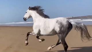 Vicente Fernandez La Yegua Colorada...