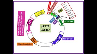 pET21:  Plasmid, Expression Vector, T7 Promoter @Dr.DNA-Primer