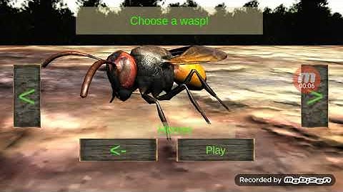 Wasp nest Simulator