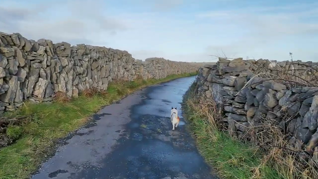 Пойдем прогуляемся со мной.