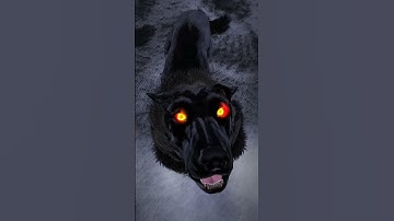 Thumbnail of #wolf#wolfsounds #relaxinwolf #animals #wolfsong
