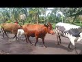 Amagaju Ya Sako Agiye Gutangirira Isabato Imowabo Inka Igishengo Amagaju Ya Sako Agiye Gutangirira Isabato Imowabo Inka Igishengo