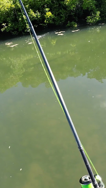 Banging in the mangroves  #lure #boat #fish #fishing