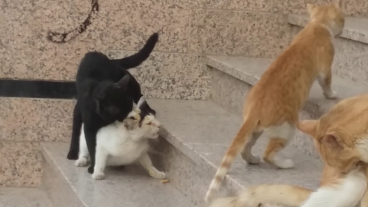 Cat Sex Youtube 