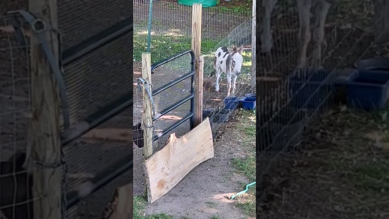  Shorts Replying To RJ Yup Still Best Buds Up No Good Donkey