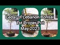 Cedar Of Lebanon Bonsai First Proper Pot May 2023