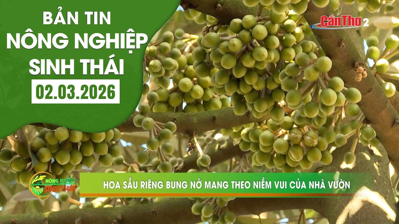 Hoa sầu riêng bung nở mang theo niềm vui của nhà vườn | NNST 02.3.2026