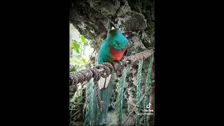 El Quetzal Guatemalteco (Pharomachrus mocinno), Es el ave nacional de Guatemala.