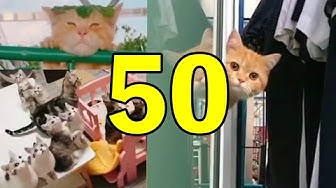ねこ動画 Youtube
