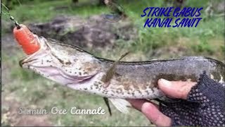 Naik Nya Babon Gabus Di Spot Idaman 