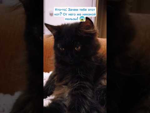Зачем мне кот? 😼 #cat #catvideos #catlover #kitten #kitty #cutecat #funnycat #animals #котики #кот