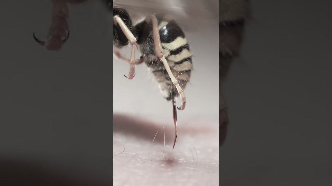 Black And White Wasps? Bald-Faced Hornets! - Youtube