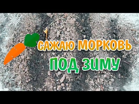 пора сеять морковь под зиму