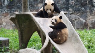 20240423 Le Le wanted to play but none of the twin was free @Dujiangyan Chinese Giant Panda Garden