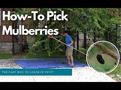 Video: Skörda mullbärsträd - Lär dig när du ska plocka mullbär