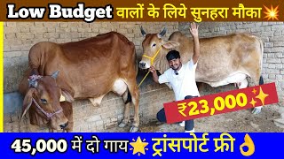 Low Budget वालों के लिए सुनहरा मौका💥!! 45,000 में दो गाय✅!! ट्रांसपोर्ट फ्री के साथ👌!! धमाका🌟