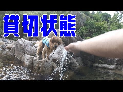 【高賀渓谷】ジョイと二人で川遊びしてきた