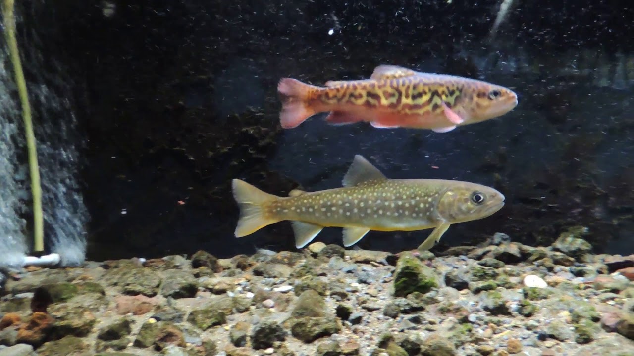 イワナ ニジマスそしてf1タイガートラウトを見て癒されてください Youtube