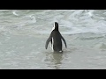 African penguin at boulder&#39;s beach