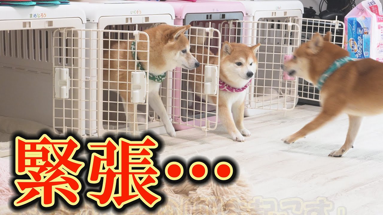 「起こしてきて」と頼んだら、末っ子柴犬が姉柴犬を叩き起こしてしまい、緊張が走りました・・・
