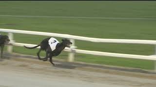 2018 GREYHOUND DERBY FINAL - DOROTAS WILDCAT